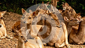 Herd of African deer at Taman Safari Indonesia