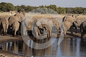 Herd of African elephant, Loxodonta africana, drinking water in waterhole, Etosha National Park, Namibia