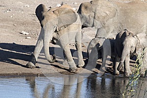 Herd of African elephant, Loxodonta africana, drinking water in waterhole, Etosha National Park, Namibia