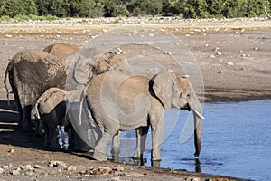 Herd of African elephant, Loxodonta africana, drinking water in waterhole, Etosha National Park, Namibia