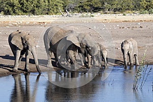 Herd of African elephant, Loxodonta africana, drinking water in waterhole, Etosha National Park, Namibia