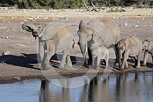 Herd of African elephant, Loxodonta africana, drinking water in waterhole, Etosha National Park, Namibia