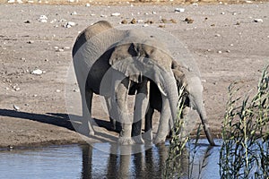 Herd of African elephant, Loxodonta africana, drinking water in waterhole, Etosha National Park, Namibia