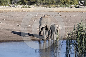 Herd of African elephant, Loxodonta africana, drinking water in waterhole, Etosha National Park, Namibia