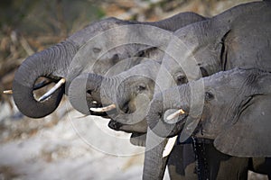 A herd of African elephants