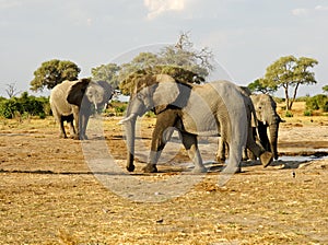 Herd of African Elephants(