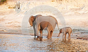 Herd of African elephants