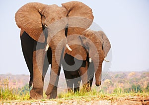 Herd of African elephants