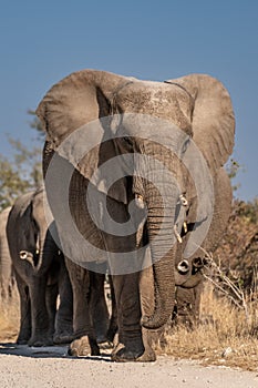 a herd of African elephants