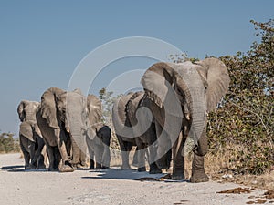 a herd of African elephants