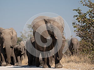 a herd of African elephants