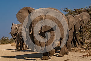 a herd of African elephants