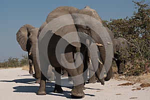 a herd of African elephants