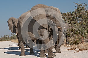 a herd of African elephants