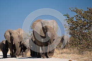 a herd of African elephants