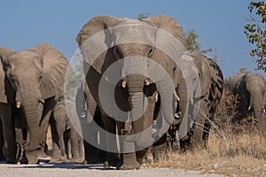 a herd of African elephants