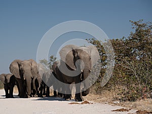 a herd of African elephants