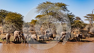 a herd of African elephants