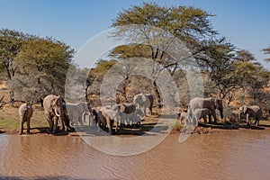 a herd of African elephants