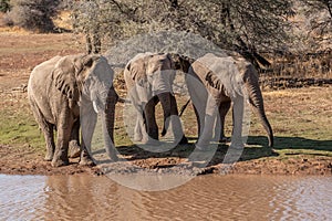 a herd of African elephants