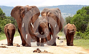 Herd of African elephants