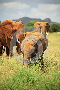 Herd of African elephants