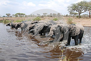 Herd of African Elephants