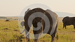 Herd of African Elephants in Africa, Wildlife Safari Animals in Maasai Mara, Kenya, Baby Elephant an