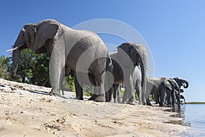 Herd of African Elephants - Chobe River - Botswana