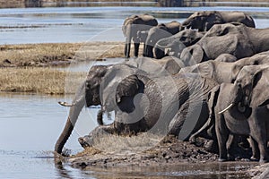 Herd of African Elephants - Chobe River - Botswana