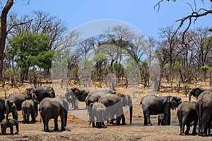 Herd of African elephants congregate at a local watering hole photo