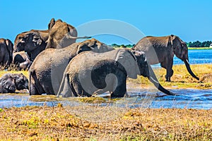 Herd of African elephants crossing river