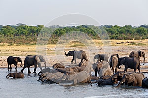 Herd of African elephants drinking and bathing on waterhole