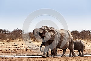 A herd of African elephants drinking at a muddy waterhole