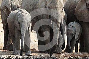 A herd of African elephants drinking at a muddy waterhole