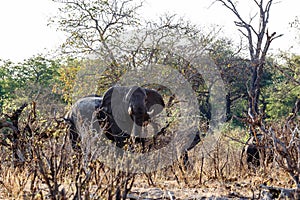 A herd of African elephants drinking at a muddy waterhole