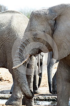 A herd of African elephants drinking at a muddy waterhole