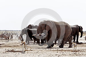 Herd of African elephants drinking at a muddy waterhole