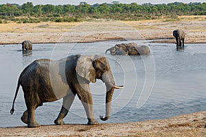 Herd of African elephants drinking at a muddy waterhole