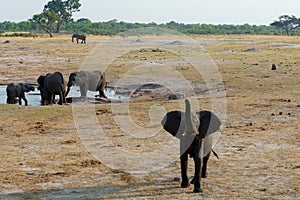 Herd of African elephants drinking at a muddy waterhole