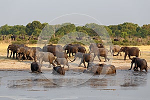 Herd of African elephants drinking at a muddy waterhole