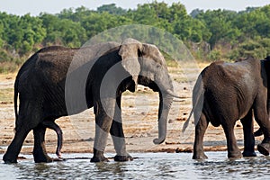 Herd of African elephants drinking at a muddy waterhole