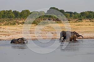 Herd of African elephants drinking at a muddy waterhole