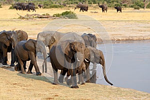 Herd of African elephants drinking at a muddy waterhole