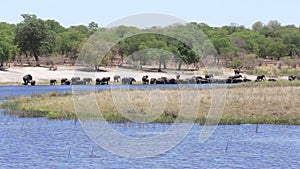 Herd of African elephants drinking from river