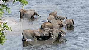 A herd of african elephants drinking water in Chobe river.