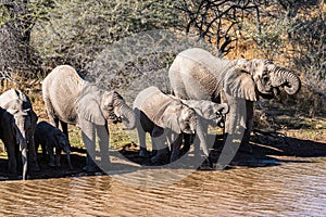 a herd of African elephants drinking water