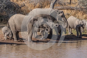 a herd of African elephants