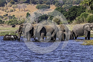 Herd of African elephants drinking at a waterhole in Chobe national park.