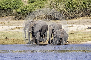 Herd of African elephants drinking at a waterhole in Chobe national park.